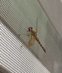 Sympetrum semicinctum