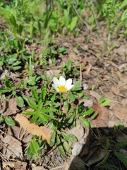 Dryas viscosa