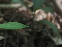Aciagrion migratum