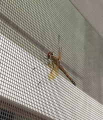 Sympetrum semicinctum