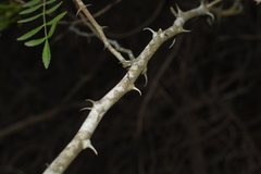 Zanthoxylum rhoifolium