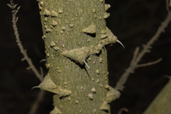 Zanthoxylum rhoifolium