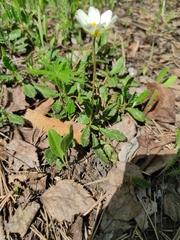 Dryas viscosa