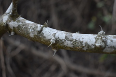 Zanthoxylum rhoifolium