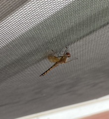 Sympetrum semicinctum