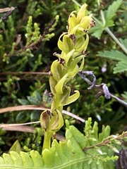 Platanthera azorica