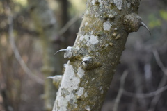 Zanthoxylum rhoifolium