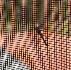 Sympetrum semicinctum