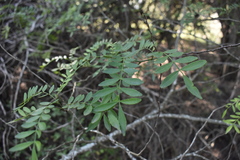 Zanthoxylum rhoifolium