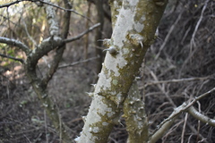 Zanthoxylum rhoifolium