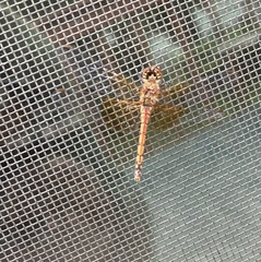 Sympetrum semicinctum