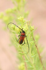 Crossidius coralinus