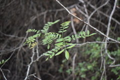 Zanthoxylum rhoifolium