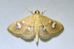 Cotachena histricalis