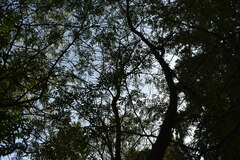 Zanthoxylum rhoifolium