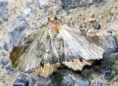 Pangraptinae