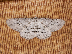 Stenoporpia pulmonaria