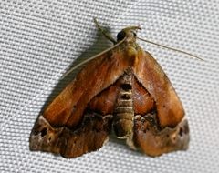 Lophomilia polybapta