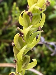 Platanthera azorica