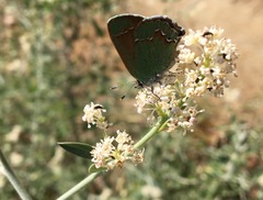Callophrys affinis