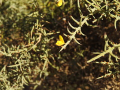 Ulex argenteus subsericeus