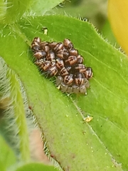 Dolycoris baccarum