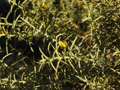 Ulex argenteus subsericeus