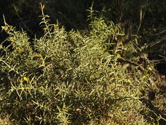 Ulex argenteus subsericeus