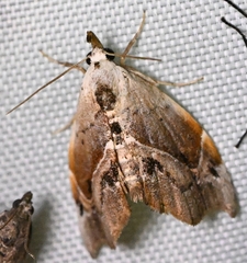 Euwilemania angulata