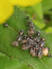 Dolycoris baccarum