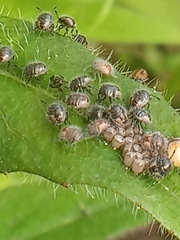 Dolycoris baccarum