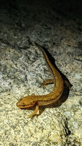 Junaluska Salamander, Eurycea junaluska