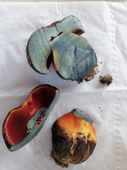 Rubroboletus legaliae