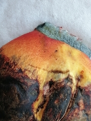 Rubroboletus legaliae