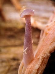 Trichocybe