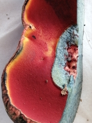 Rubroboletus legaliae