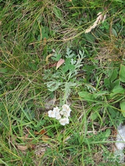 Achillea clavennae