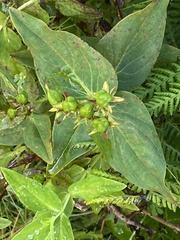 Hypericum foliosum