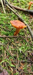Cortinarius rubellus