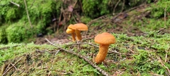 Cortinarius rubellus