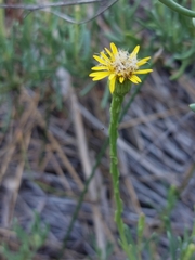Limbarda crithmoides longifolia