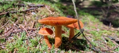 Cortinarius rubellus