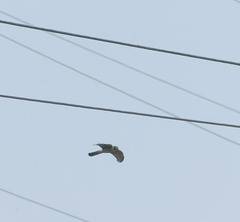 Accipiter nisus