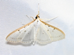 Palpita nigropunctalis
