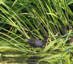 Gallinula chloropus