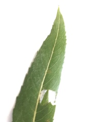 Salix petiolaris