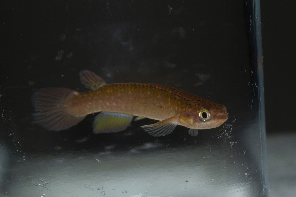 Atlantirivulus tupinambas