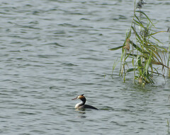 Podiceps cristatus