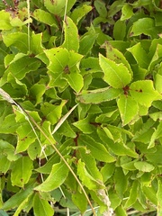Vaccinium cylindraceum
