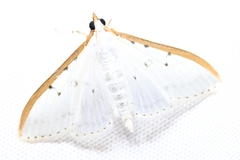 Palpita nigropunctalis